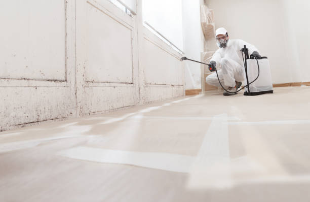 24/7 Emergency Basement Mold Remediation experts in Locust Hill, VA