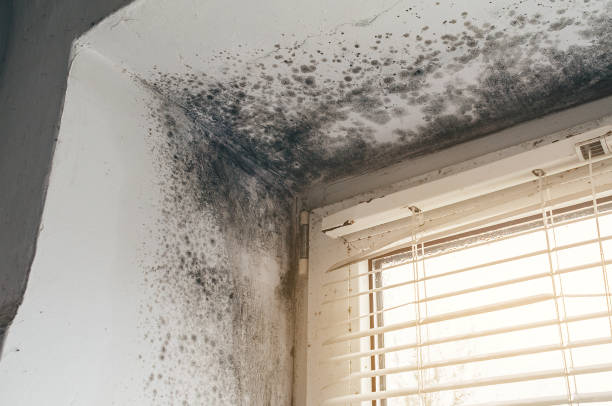 Affordable Basement Mold Remediation solutions in Locust Hill, VA