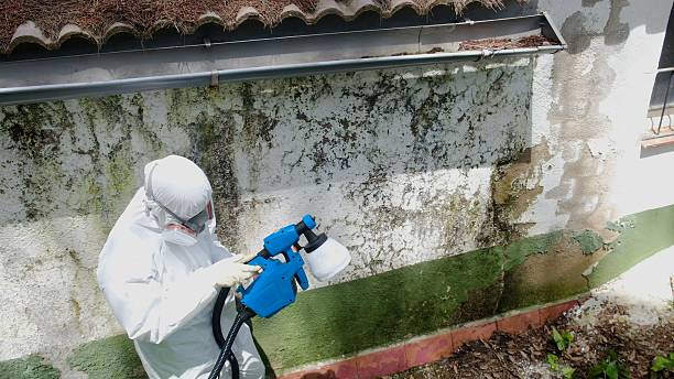 Top rated local Basement Mold Remediation specialists in Locust Hill, VA